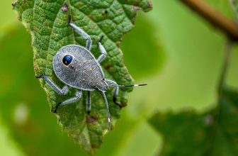 Bescherm jezelf optimaal tegen teken